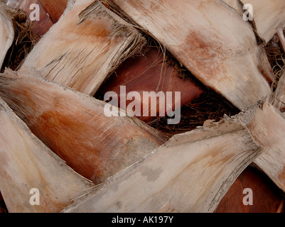 Nahaufnahme Detail von den Stamm einer Palme Stockfoto