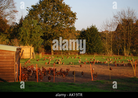 Freilandhaltung Hühnerfarm, Dorset, England, Vereinigtes Königreich Stockfoto