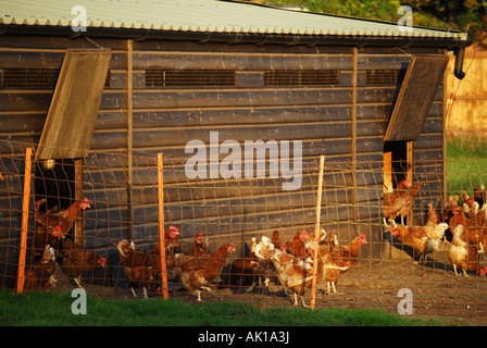 Freilandhaltung Hühnerfarm, Dorset, England, Vereinigtes Königreich Stockfoto