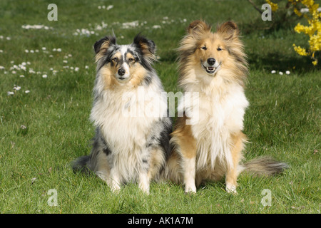 zwei Shelties - sitzen auf der Wiese Stockfoto