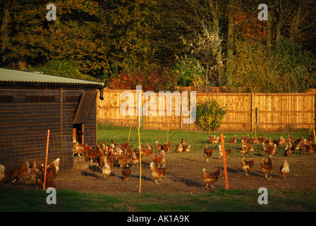 Freilandhaltung Hühnerfarm, Dorset, England, Vereinigtes Königreich Stockfoto