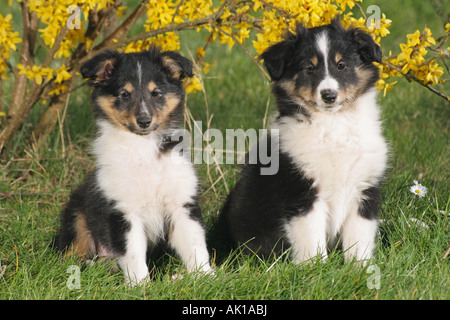 zwei Sheltie Welpen - sitzen auf der Wiese Stockfoto