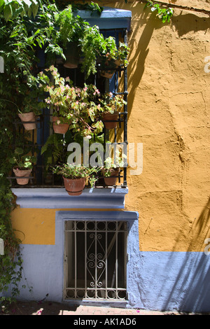 Fenster und Pflanzen Töpfe im Casco Antiguo (Old Town), Marbella, Costa Del Sol, Andalusien, Spanien Stockfoto