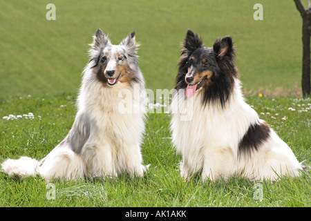 zwei Shelties - sitzen auf der Wiese Stockfoto