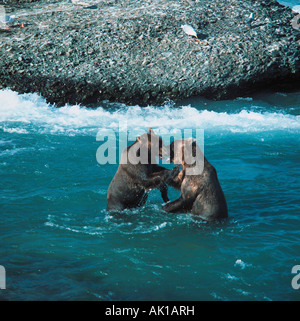 Nord-Amerika. Alaska. Tierwelt. Zwei Grizzly Bären spielen kämpfen im Fluss. Stockfoto