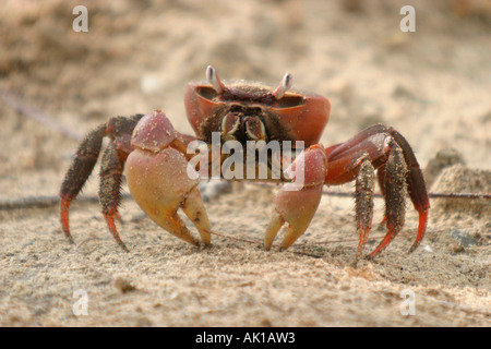 Rote Krallen Krabbe Stockfoto