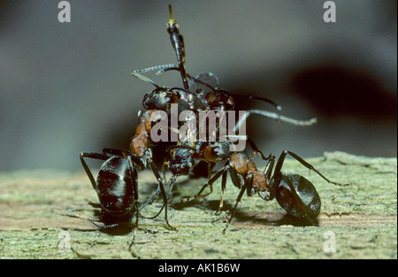 Waldameisen Formica Rufa mit Beute zurück zum Kent England Sommer verschachteln Stockfoto