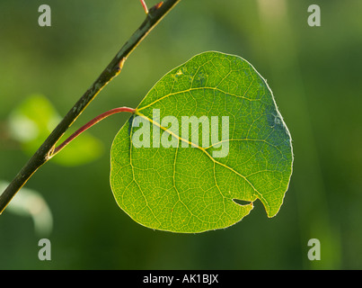 USA NEW Mexiko A Beben Aspen Blatt an einem Baum in der Sangre De Cristo Mountains Stockfoto