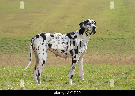 Die Deutsche Dogge steht auf Wiese Stockfoto