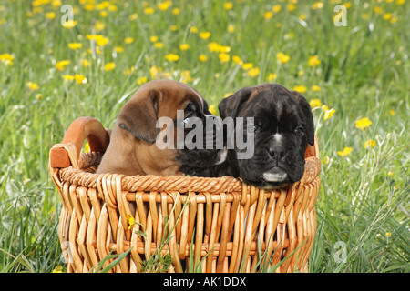 zwei Boxer Welpen im Korb auf der Wiese Stockfoto