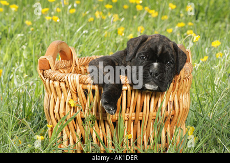 Boxer-Welpe im Korb auf Wiese Stockfoto
