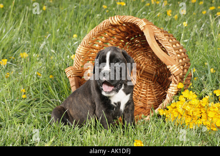 Boxer Welpen sitzen vor Korb auf der Wiese Stockfoto