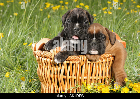 zwei Boxer Welpen im Korb auf der Wiese Stockfoto
