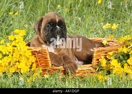 Boxer-Welpe im Korb auf der Wiese liegend Stockfoto