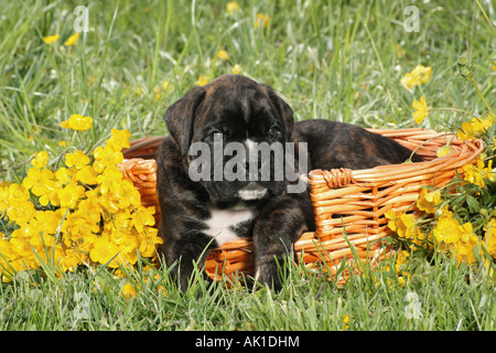 Boxer-Welpe im Korb auf der Wiese liegend Stockfoto