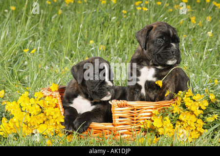 zwei Boxer Welpen im Korb auf der Wiese Stockfoto