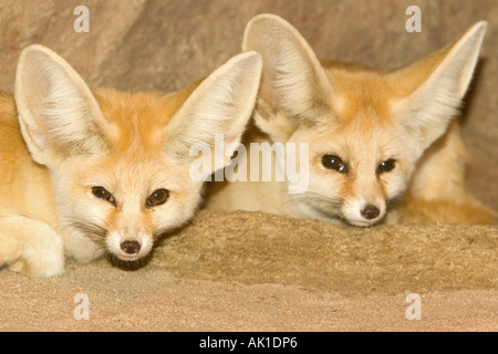 Fennec Fox Stockfoto