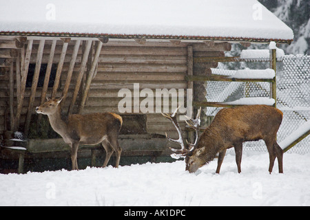 Rothirsch / Rothirsch Stockfoto
