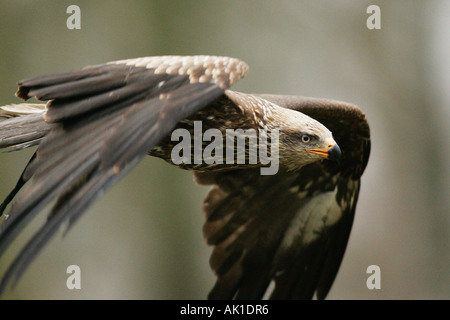 Kite schwarz / Schwarzmilan Stockfoto