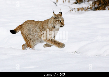 Europaeischer Luchs / Europaeischer Luchs Stockfoto