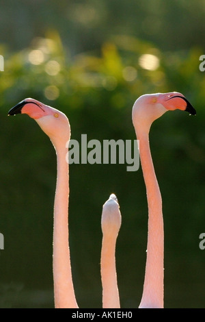 Rosaflamingo / Rosaflamingo Stockfoto