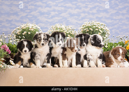 sieben Australian Shepherd Welpen sitzen vor Blumen Stockfoto