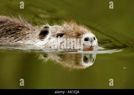 Nutrias / Nutria / Biberratte / Sumpfbiber / Schweifbiber Stockfoto