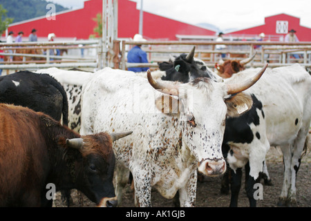 Rinder Stockfoto