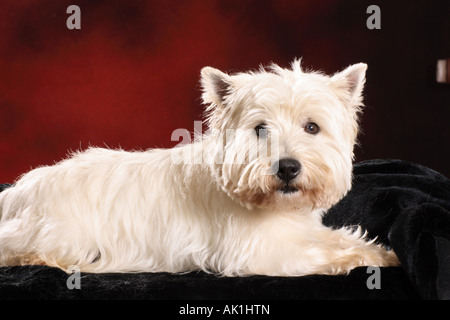 West Higland White Terrier - liegend Stockfoto