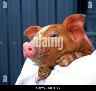 USA OREGON Porträt von einem gemeinsamen jungen Bauernhof Schwein in einem Draht-Stift Stockfoto