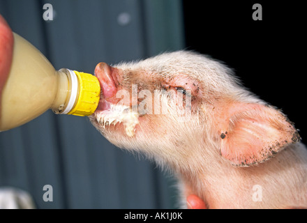 USA OREGON Bildniss eines gemeinsamen Bauernhof Schwein Ferkel trinken aus einer Hand statt Flasche Stockfoto