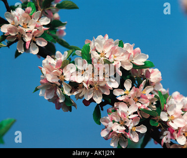 Im freien wachsenden Apfelblüte in Nahaufnahme. Stockfoto