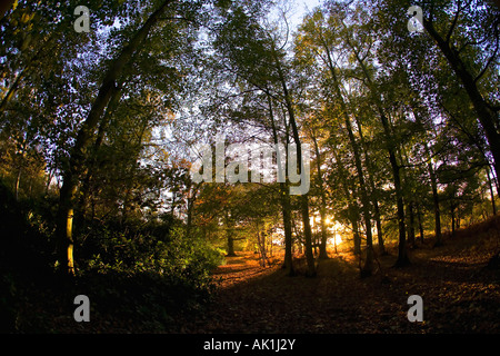 English woodland autumn fall colours colors forest sun sunshine shining Shropshire England UK United kingdom GB Great Britain Stockfoto
