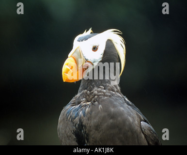 USA OREGON PACIFIC OCEAN OREGON COAST Porträt ein Tufted Papageientaucher eine seltene Bewohner der Küste von Oregon Stockfoto