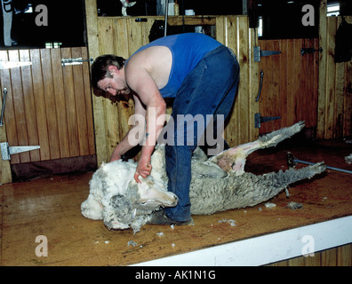 Ein Schaf-Schermaschine clips ein Mutterschaf in einer Scheune auf einer Schaffarm in der Nähe von Queenstown Neuseeland Stockfoto