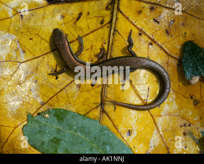 A 13 gesäumten Boden Skink auf dem Blatt ein Tulpenbaum in Hot Springs Nationalpark Stockfoto