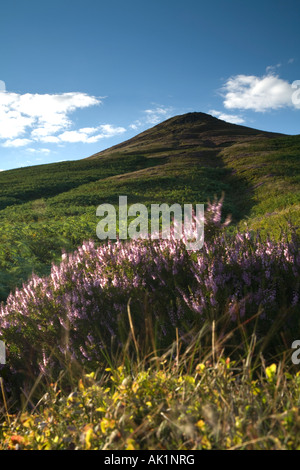 Sugar Loaf Mountain Black Mountains Brecon Beacons National Park mit Heidekraut im Vordergrund Stockfoto