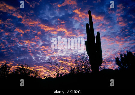 Eine große Saguaro-Kaktus bei Sonnenuntergang in der Sonora-Wüste in der Nähe der Stadt Tucson im Saguaro National Park West Stockfoto