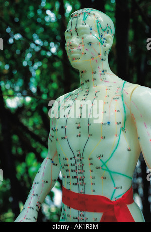 China. Chinesische Medizin. Lebensgroßes Akupunkturmodell. Stockfoto