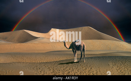 Ein Kamel im Ödland Sanddüne der Karakum Wüste Usbekistan bei Sonnenuntergang unter einem Regenbogen Stockfoto