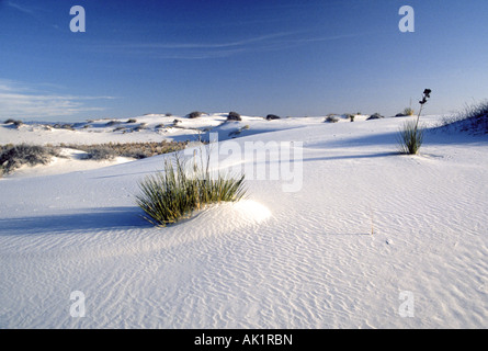 Ein Blick auf die reinen weißen Gips Sand und Yucca Pflanze im White Sands National Monument Stockfoto