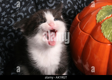 Ein schwarz-weiß inländischen Kätzchen sitzt neben einem Keramik Kürbis zu Halloween Feiertag Saison Gähnen Stockfoto