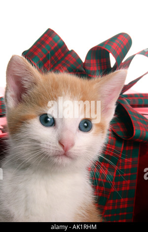 Tan und weiße Kätzchen mit Weihnachtsgeschenken während der Ferienzeit Stockfoto