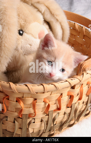 Ein Baby-Kätzchen in einem Korb mit einem ausgestopften Hasen Stockfoto