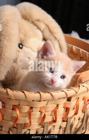 Eine Baby-Katze im Korb mit einem ausgestopften Hasen Stockfoto