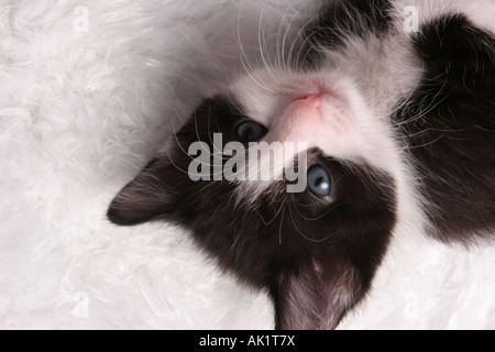 Ein Kopf schwarz / weiß Kätzchen Festlegung Stockfoto