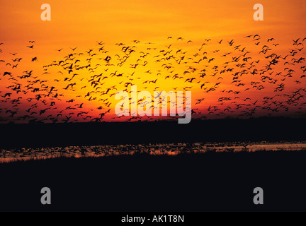 Reisen, Australien, Northern Territory, Top End, Kakadu Nationalpark, Herde Pfeifen Enten bei Sonnenuntergang, Stockfoto