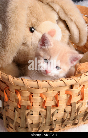 Ein Kätzchen in einem Korb mit einem Kaninchen Stockfoto