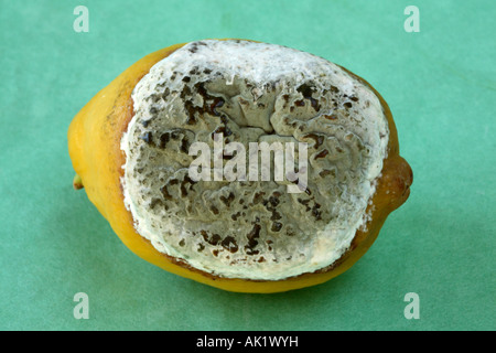 Nahaufnahme einer großen grünen und weißen Form Penicillium Digitatum völlig einseitig eine gelbe Zitrone abdeckt. Stockfoto