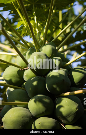 Carica Papaya.  Papaya Frucht am Baum in Indien Stockfoto